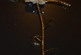 CROCE OTTONE TORC ROSA CRISTALLO